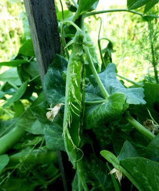 pea pods that have been emptied and the peas eaten by pigeons