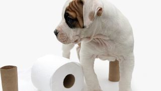 32 most common mistakes new dog owners make