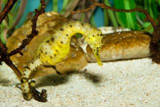 A longsnout seahorse in the water.