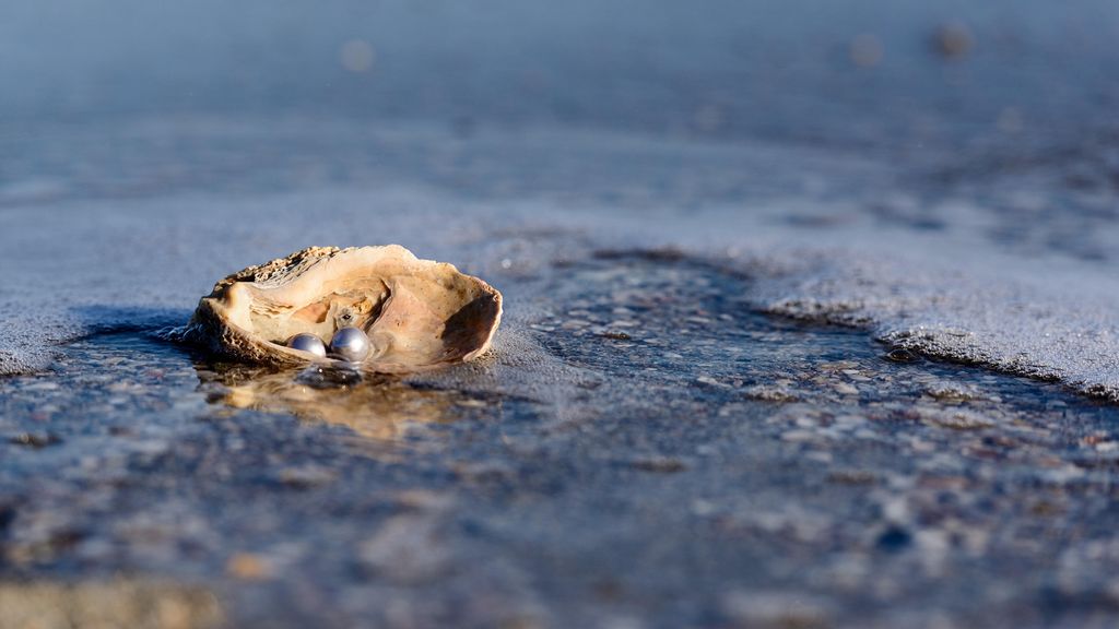 How do oysters make pearls live science