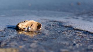 Pearls inside a shell on the beach.