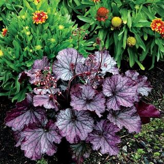 Northern Exposure™ Purple Coral Bells