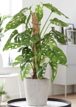 Monstera Adansonii from Plants for all Seasons