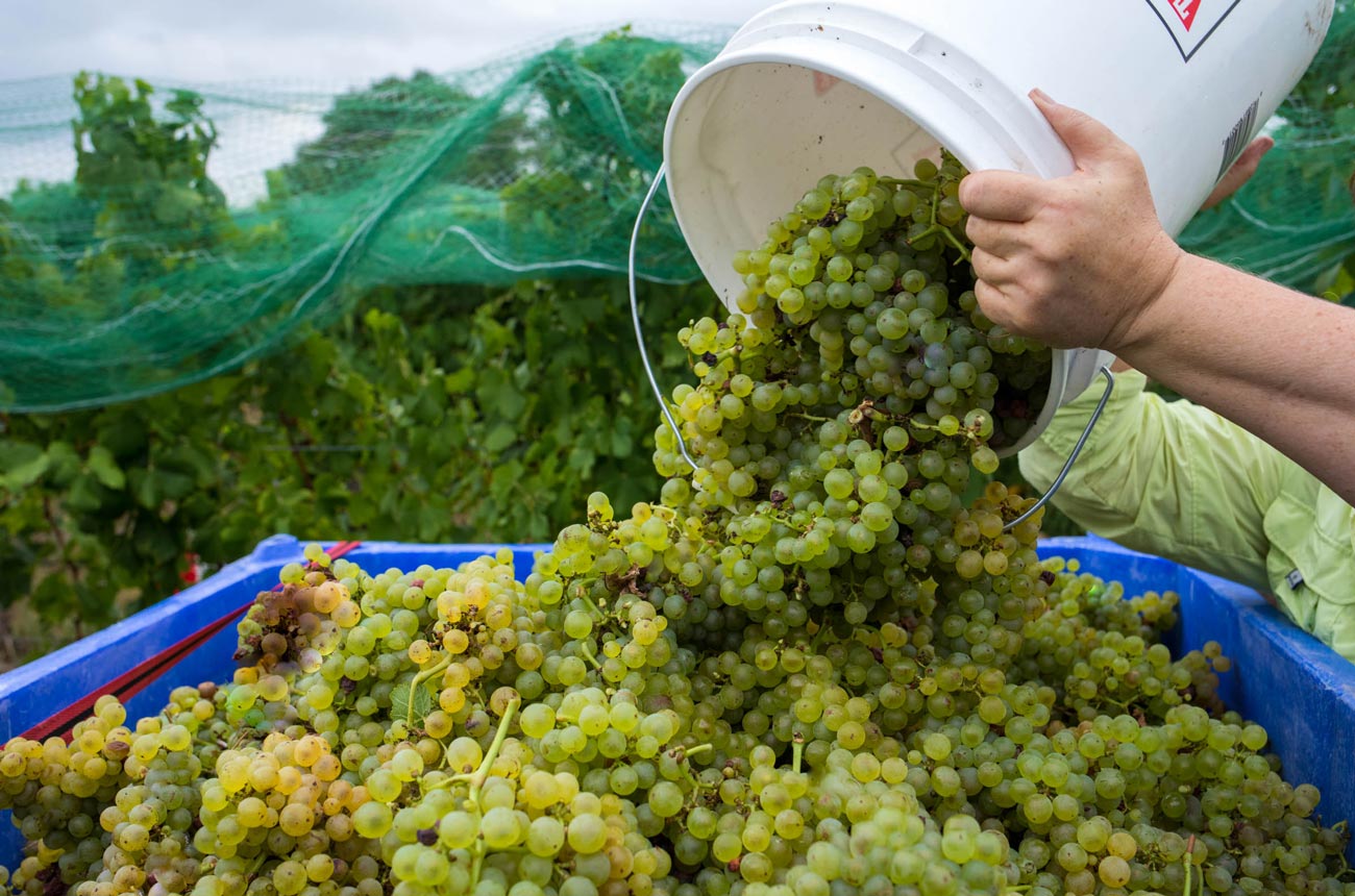 picpoul-blanc-harvest.jpg