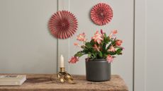 A pink Christmas cactus in a dark gray planter on a wooden bench beside a candle in a gold ribboned holder, a coffee table book, and paper decor