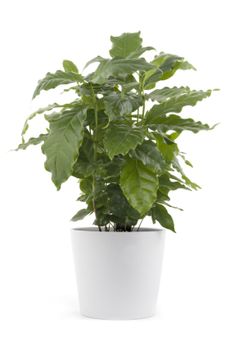 Potted Coffee Plant