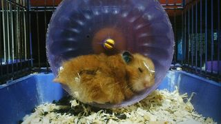 Hamster sleeping in their wheel