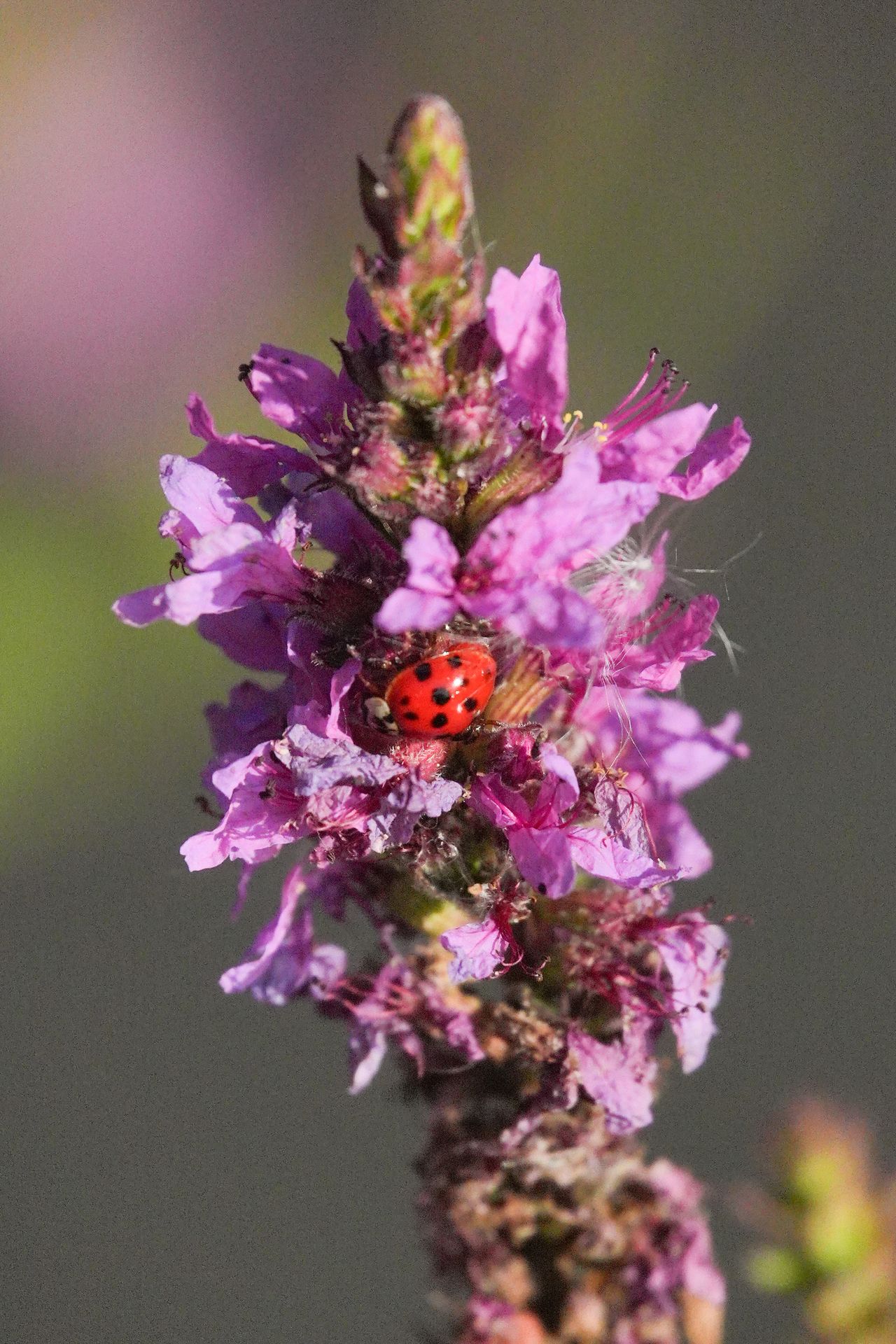 A photo taken on a Sony RX10 V bridge camera