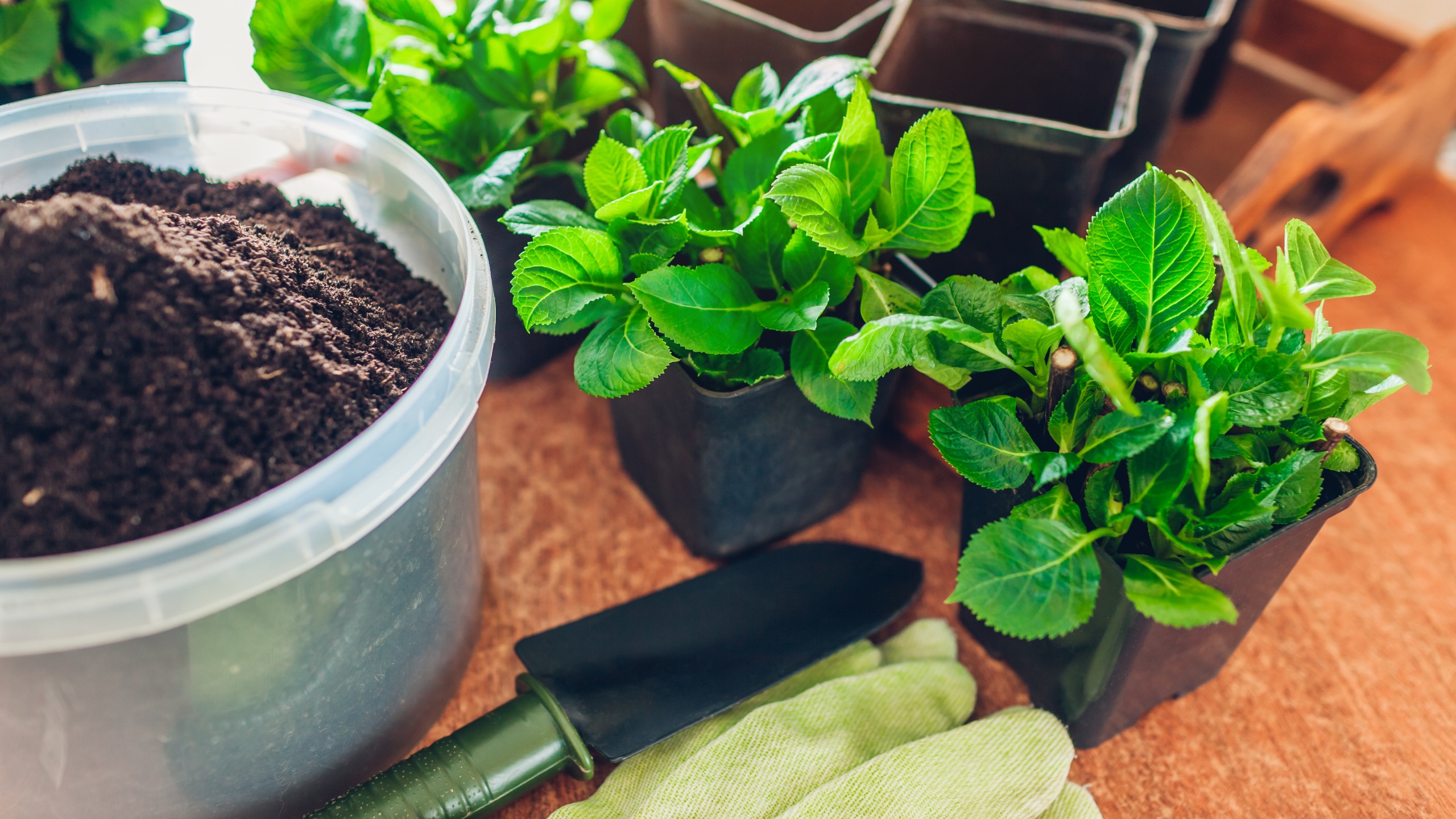 Cuttings ready to be planted - Maryviolet - GettyImages-1744457590
