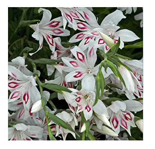 Oliwier's Bulbs 20x Gladioli Nanus Nymph Bulbs Spring Flowering White Dwarf Gladiolus Garden Cut Flowers Autumn Planting Hardy Corms