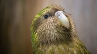 A close-up of a kakapo