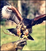 hawk.jpg