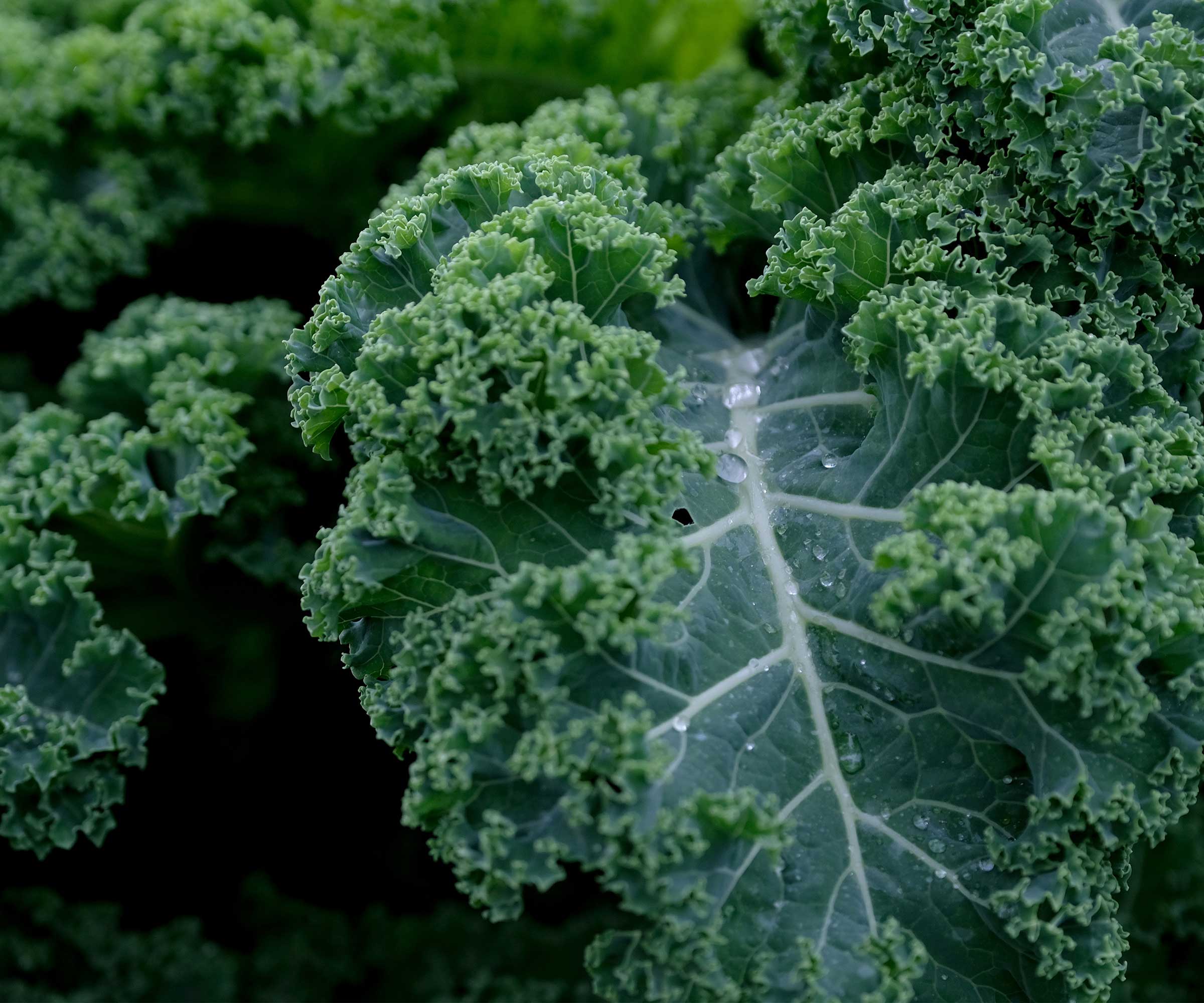 kale leaf close-up