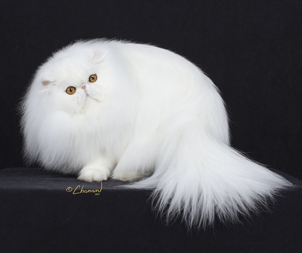 Photos: Champion Cats are Show-Stopping Stunners | Live Science