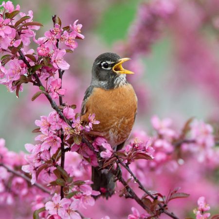 American Robin in Flowers singing perching on tree with pink blossom