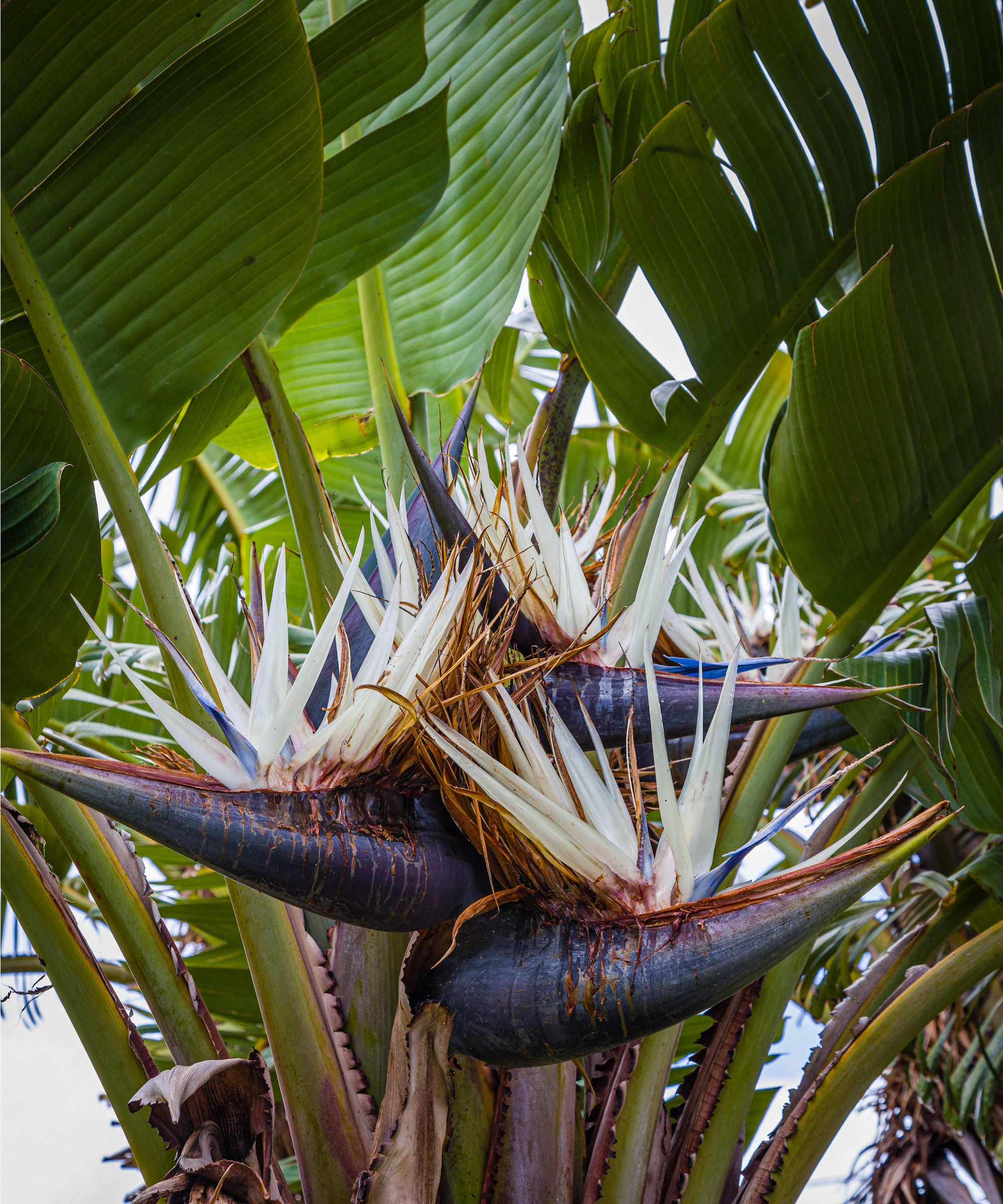 White bird of paradise