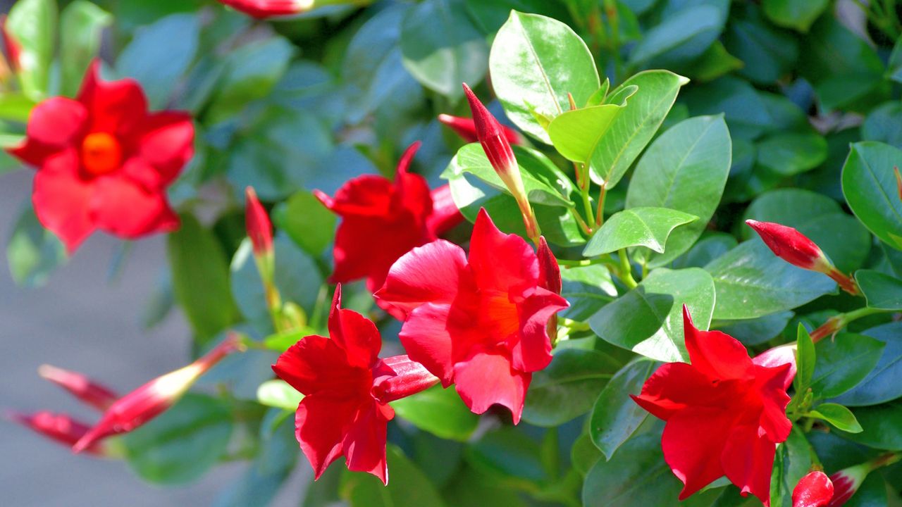 Red mandevilla blooms in a sunny garden