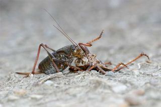 Cannibalism Rife In Mormon Cricket Swarms Live Science