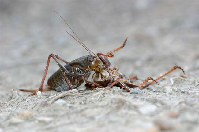 cannibalism-rife-in-mormon-cricket-swarms-live-science