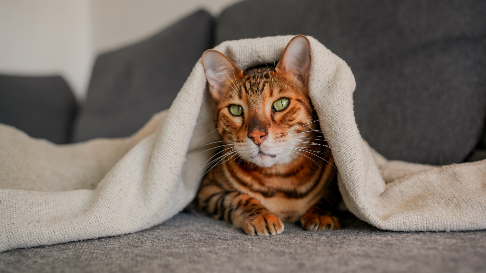 Bengal