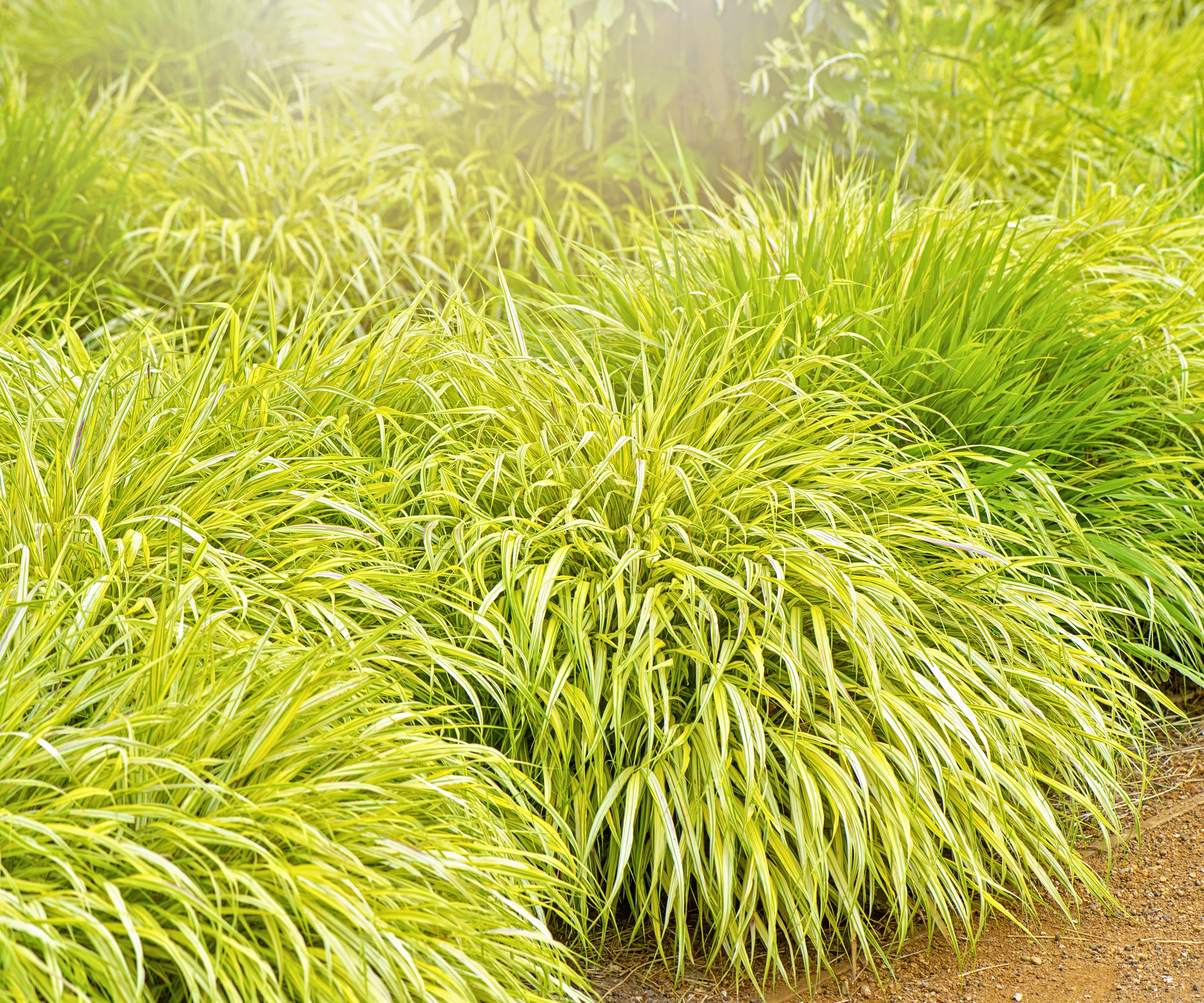 Golden Japanese Forest Grass, Hakonechloa Macra Aureola