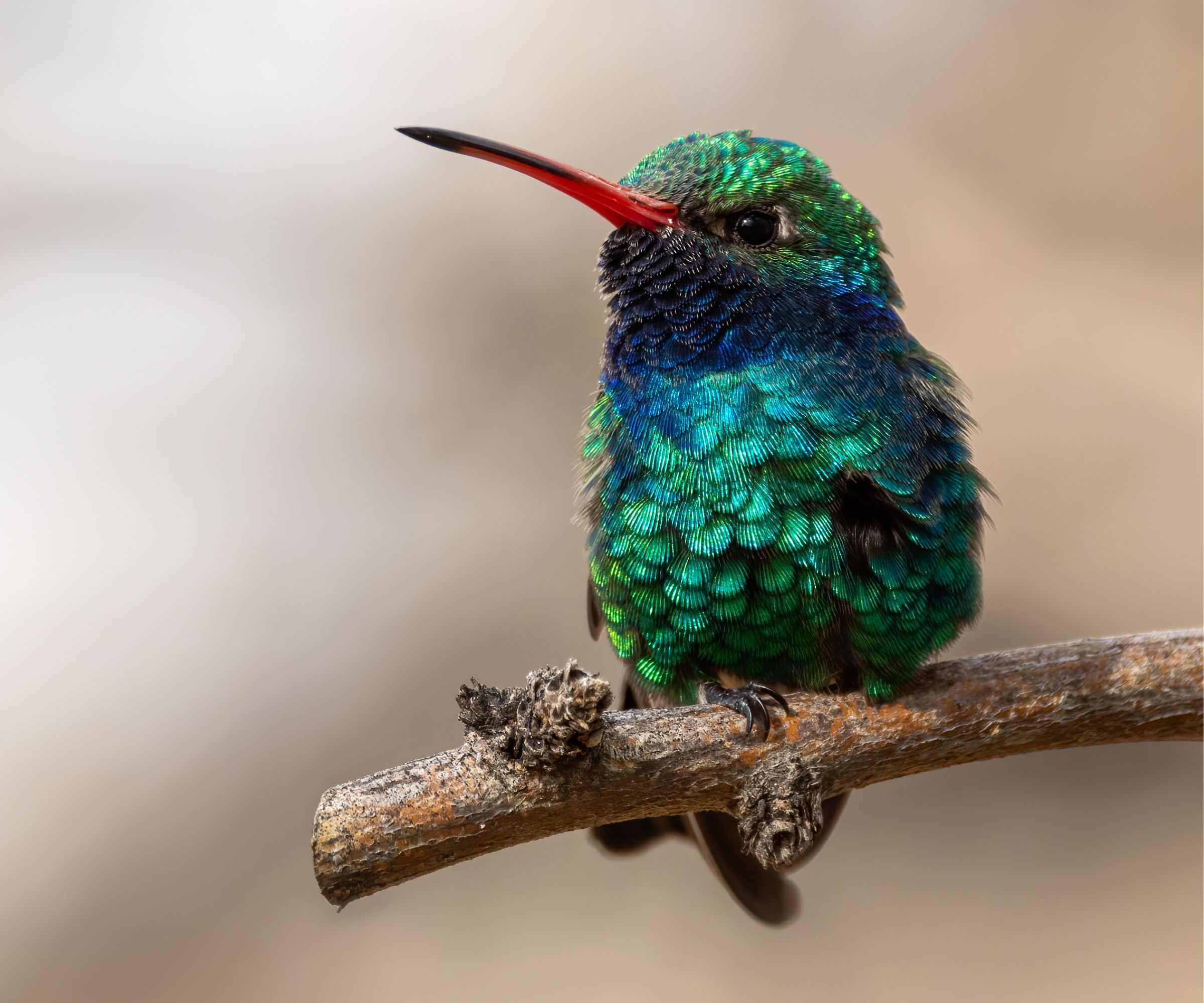Broad billed hummingbird