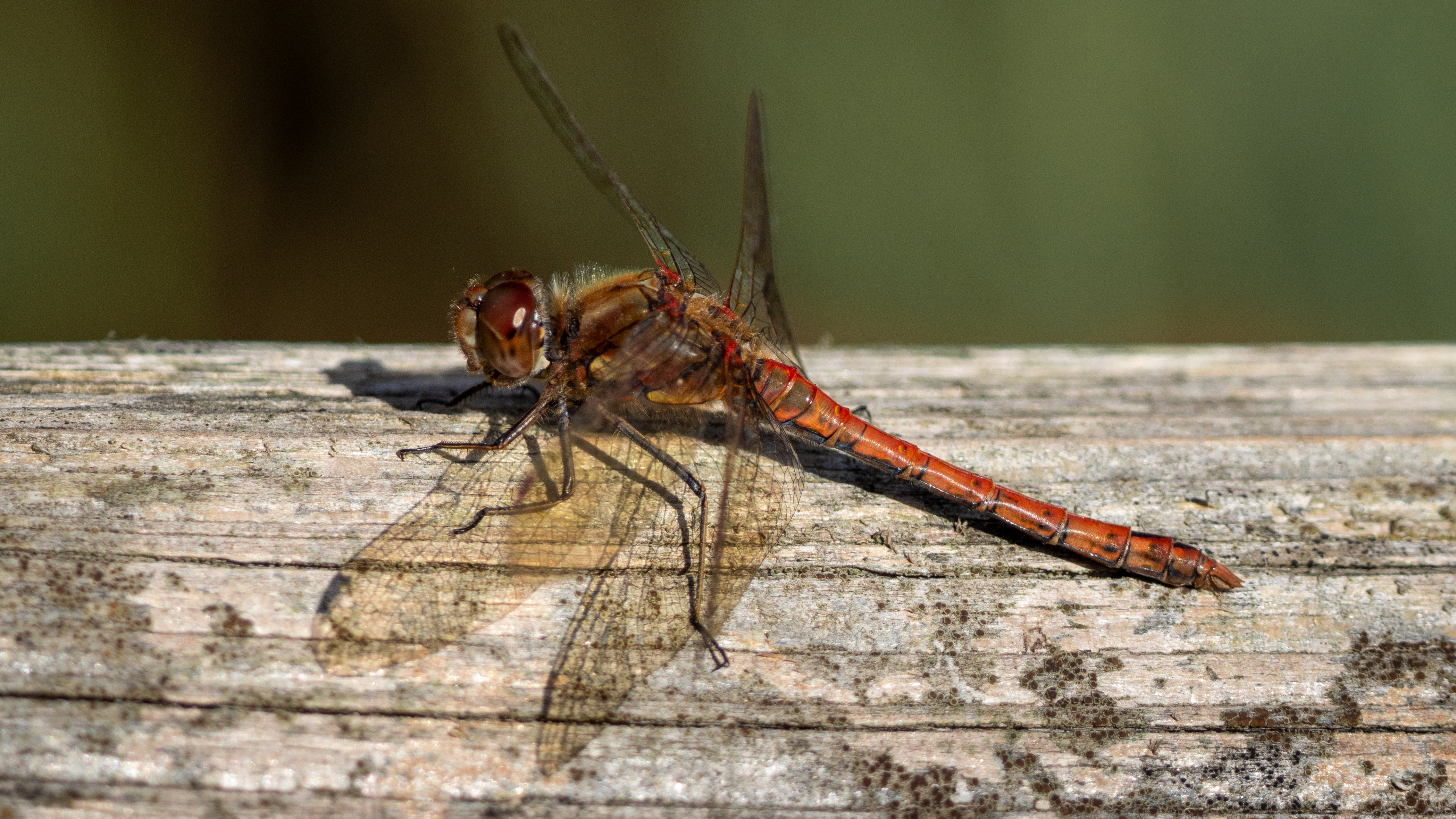 dragonfly on a fence