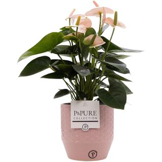Anthurium Pink with Pot, Houseplant Real Indoor Plant