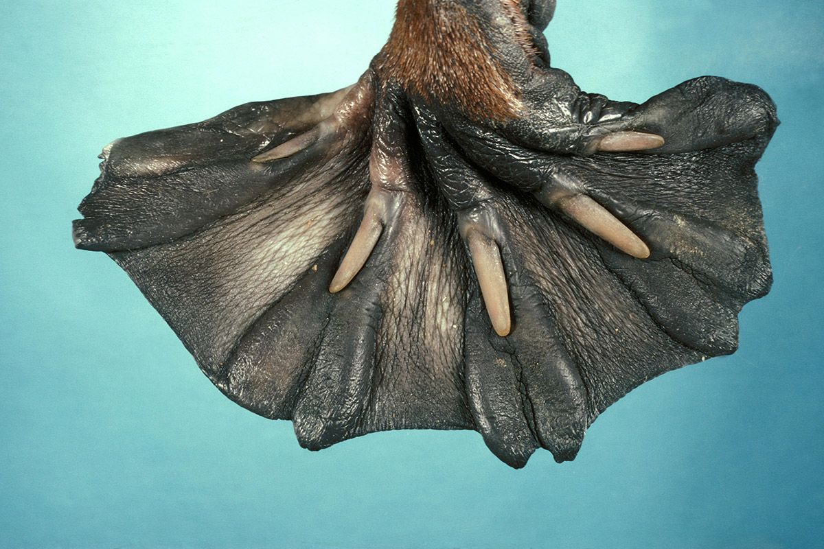 13 Extremely Weird Animal Feet | Live Science