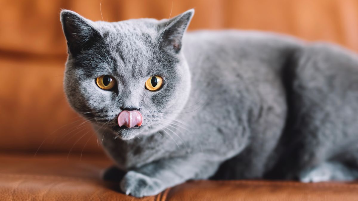 32 best cats for seniors PetsRadar