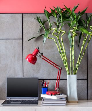 Lucky bamboo, lamp and laptop