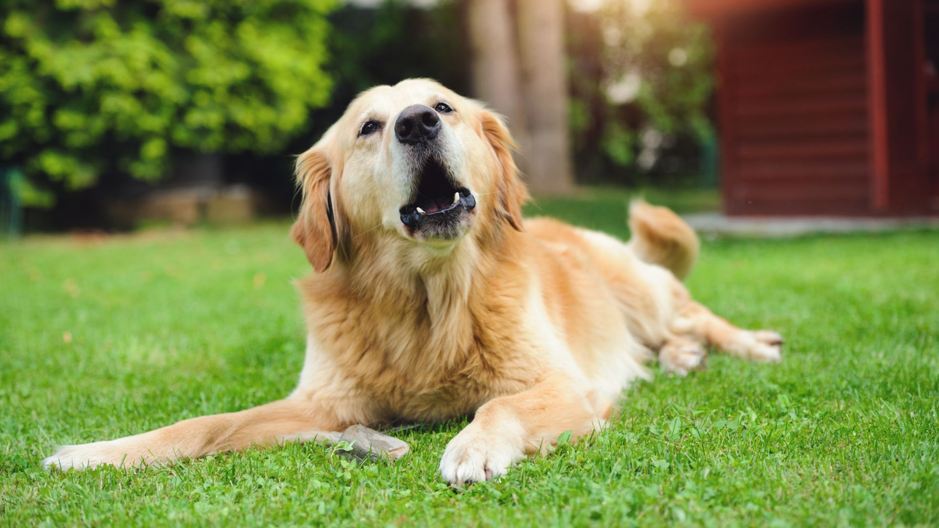 golden retriever lying down barking
