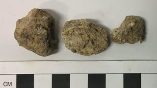 Three of the coprolite samples.