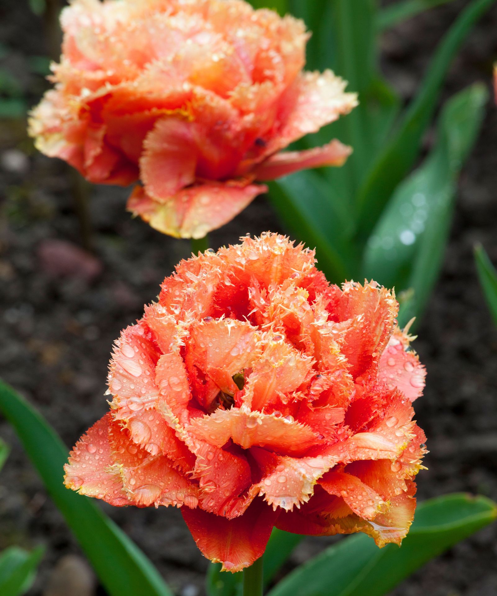 How to plant tulip bulbs for a display of spring flowers Homes & Gardens
