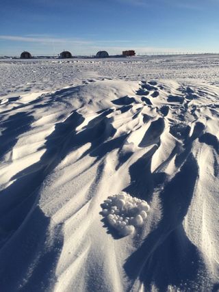 antarctic-tumbleweeds.jpg