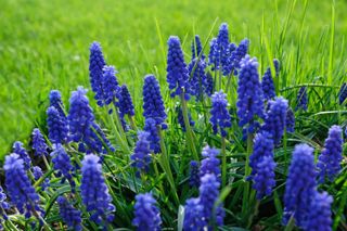 A close up of blue muscari flowers growing on a lawn