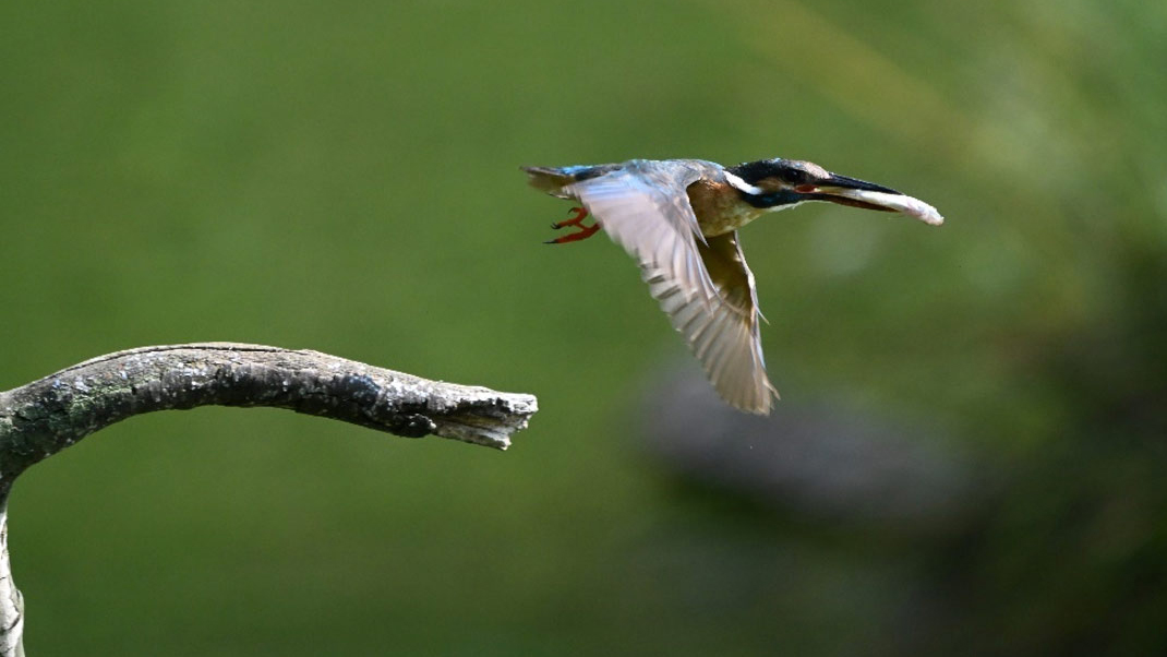 Image of bird taken with Nikon Z6 III and the aid of Bird AF mode in firmware v2.00