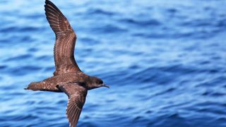 A short-tailed shearwater flying off the coast of New Zealand.