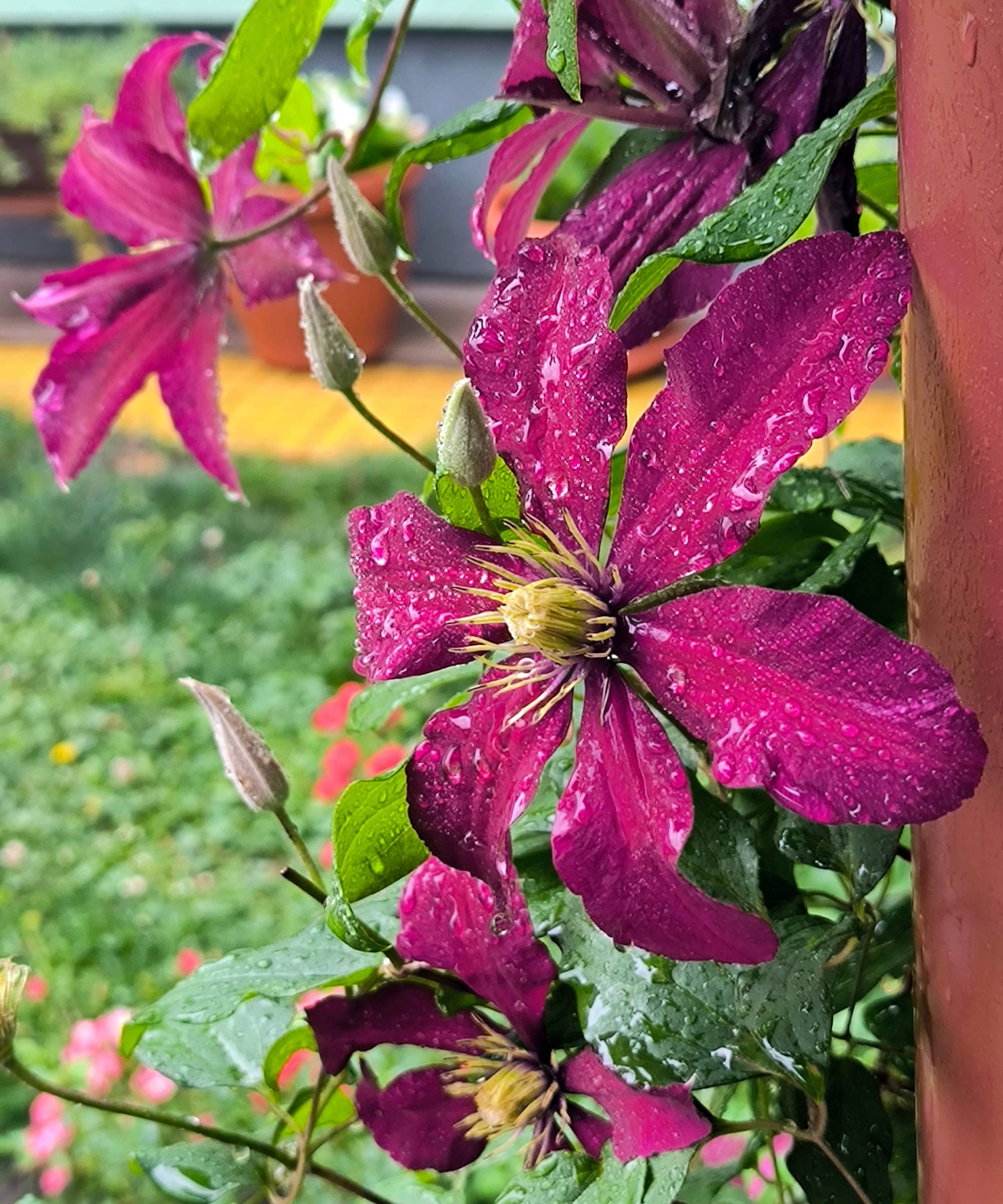 Purple clematis flowers covered in water droplets