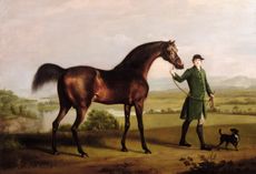 A Horse Belonging to the Rt. Honourable Lord Grosvenor called ‘Bandy’ from his Crooked Leg, about 1763, by George Stubbs. Please note: This photograph requires additional permission prior to use. If you wish to reproduce this image, please contact Bridgeman Images and we will manage the permission request on your behalf.