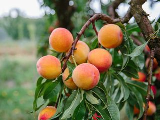Peaches growing on a tree
