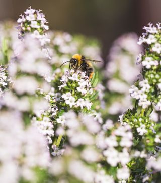 wildlife garden bees on a flower