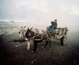 A man in a wooden wagon pulled by two donkeys at Beaufort West rubbish dump. There is a light fog behind him