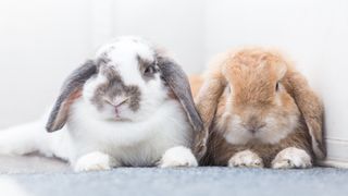 Two bunnies sitting side by side having been brushed by one of the best rabbit brushes