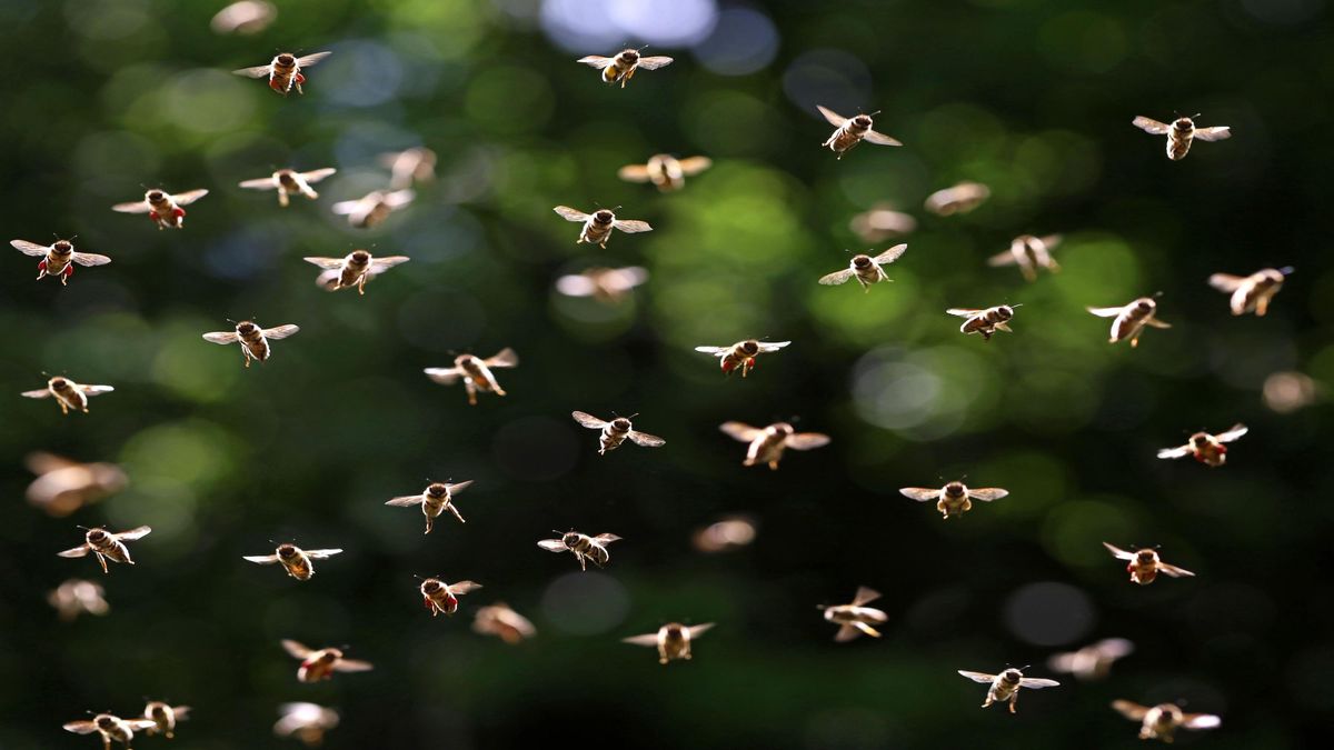 swarming-bees-may-potentially-change-the-weather-new-study-suggests