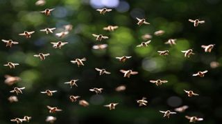 A frontal view of a bee swarm.