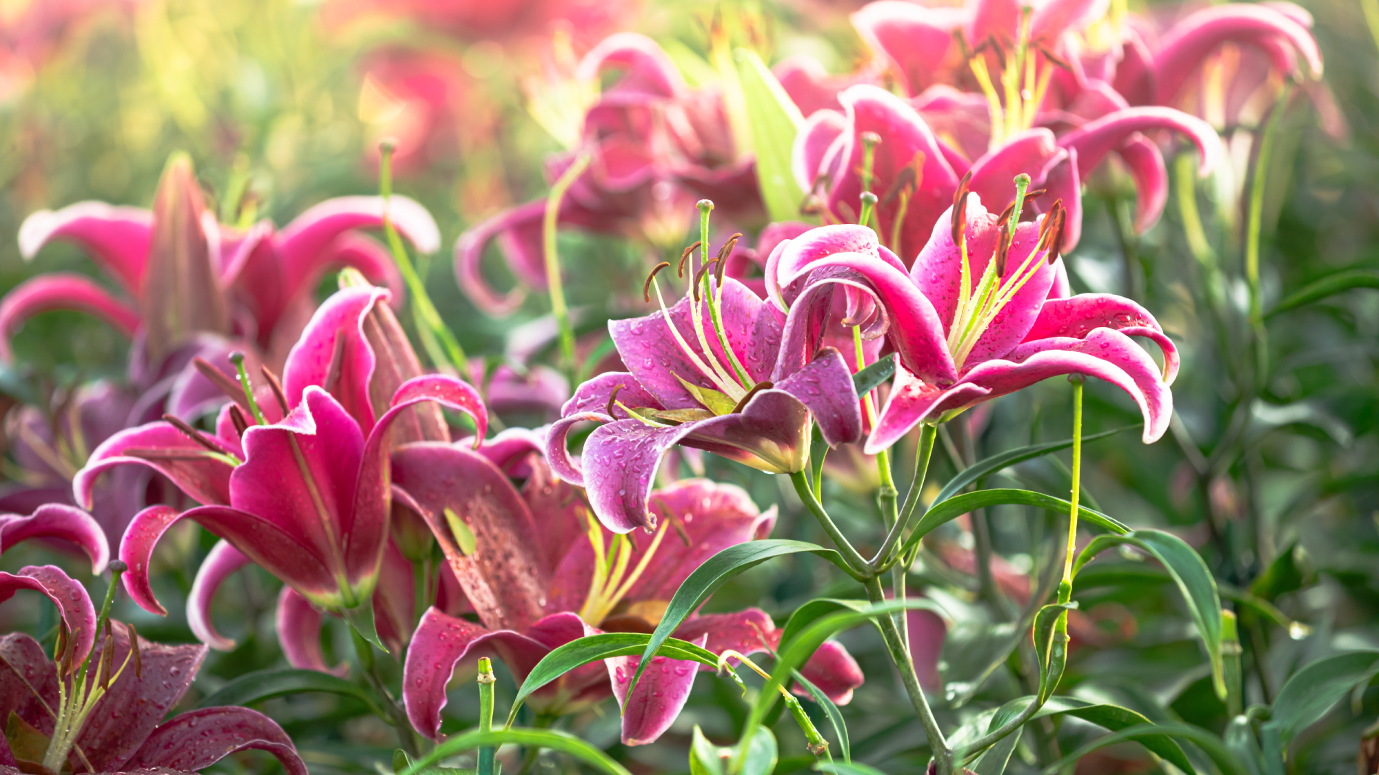 lily plants in a garden 
