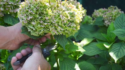 Pruning hydrangea flowers