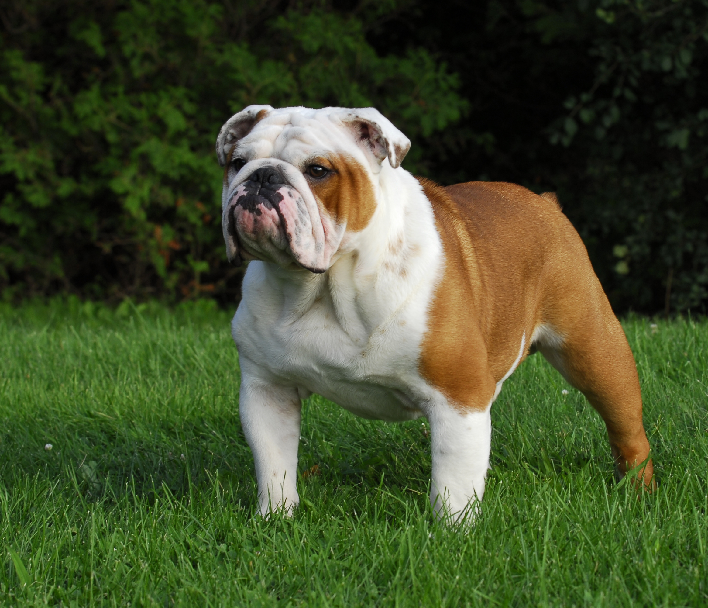 English Bulldog with strong stance