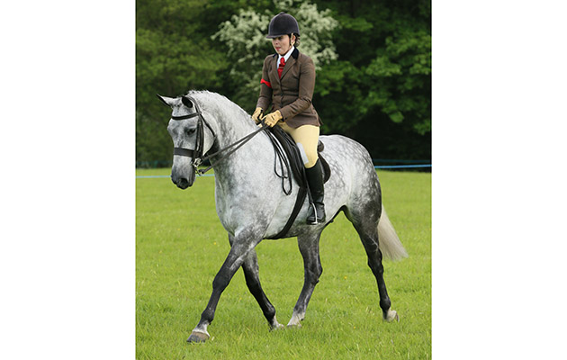 Members Supreme Champion 53 Secret Times II Lauren Mollard Judge Beryl Brookes Reserve Samantha Taylor&amp;rsquo;s Doolittle Tattibogle